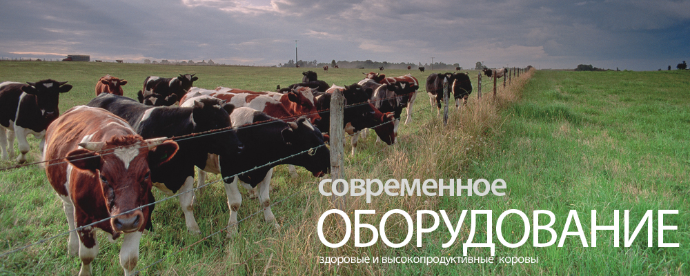 Image Caption